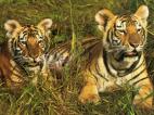 tigres 2